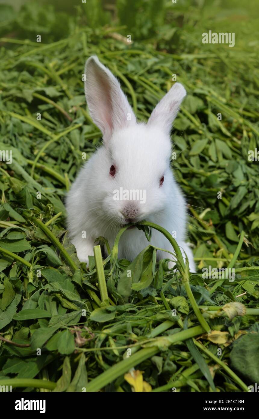 Kleines weißes Kaninchen. Weisses niedliches Kaninchen auf einem Gras Stockfoto
