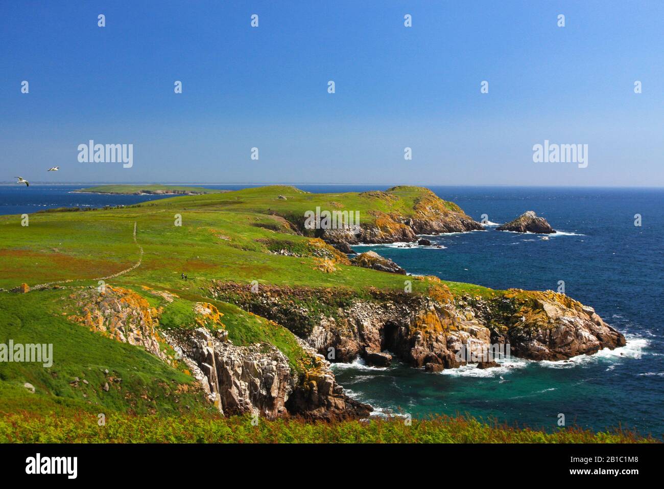 Küstenlinie in Irland mit lebendem grünen Gras, steilen Flechten bedeckten Felsklippen, die auf den blaugrünen Nordatlantikmeer treffen. Saltee Islands, Irland Stockfoto