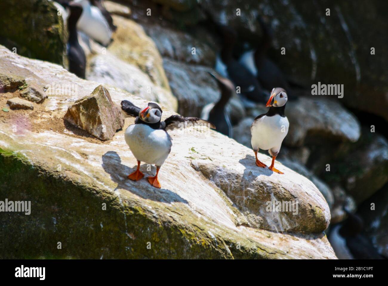 Atlantische Puffins (Fratercula arctica) zwei stehen auf Felsen mit einem Puffin, der Flügel ausbreitet, und einer aufgreifenden Brust. Saltee Islands, Wexford, Irland Stockfoto