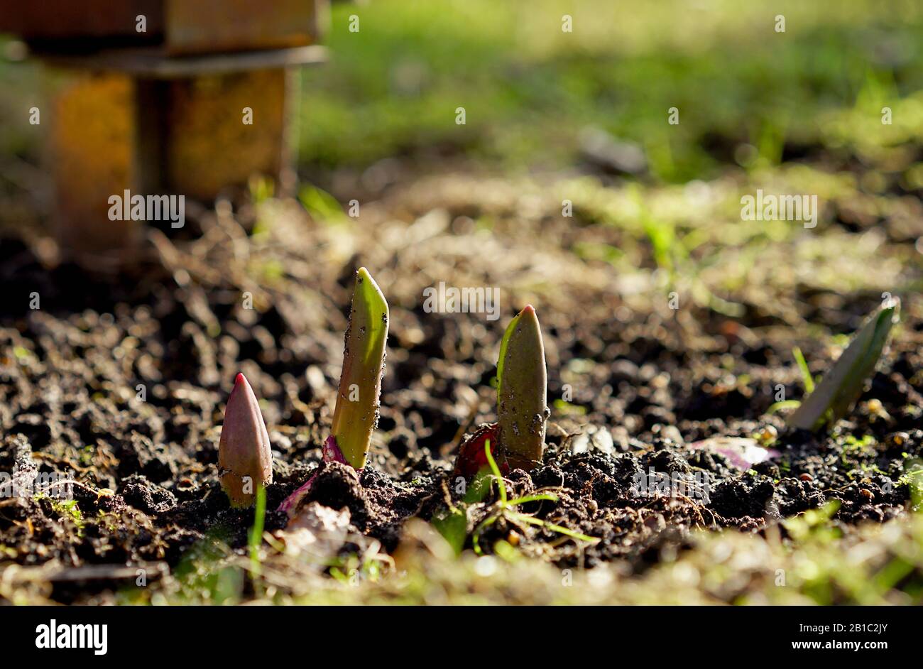 Tulpen geben Blätter im Frühjahr im Garten frei Stockfoto