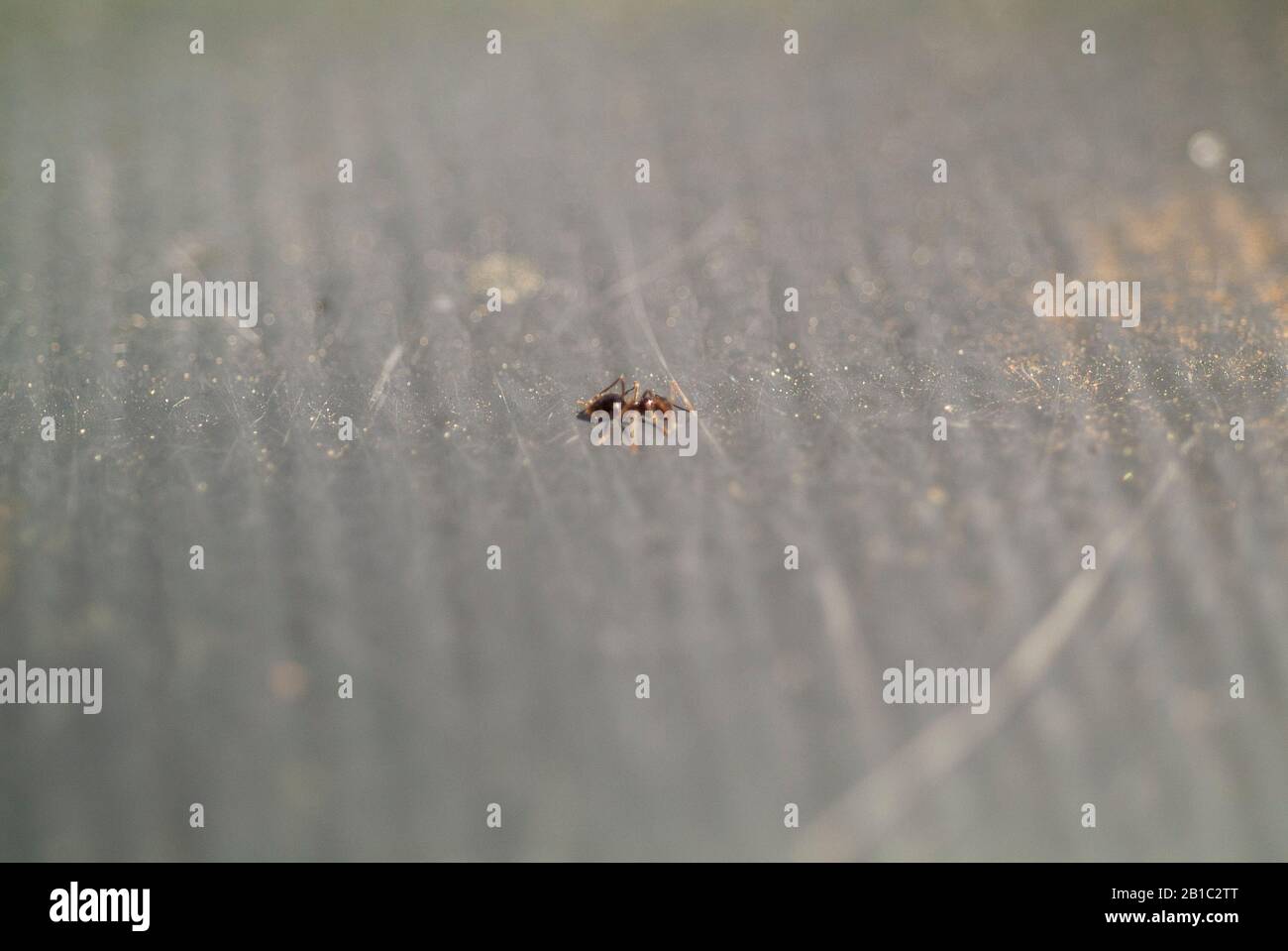 DER MÄCHTIGE: Eine winzige Ameise läuft über ein Stahlrohr. Stockfoto