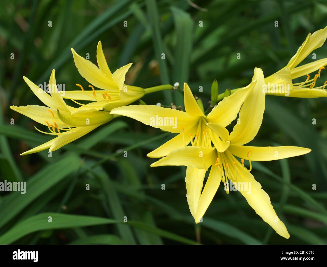 Hemerocallis citrina, gebräuchliche Namen Citron-Daylilie und lange gelbe Daylilie, ist eine Art der krautigen mehrjährigen Pflanze in der Familie Der Asphodelaceae. Stockfoto
