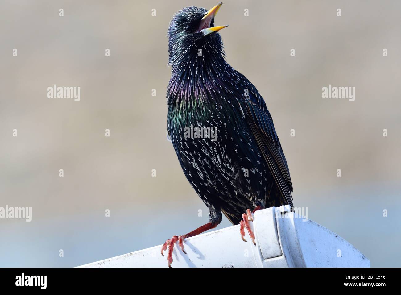 Porträt einer gemeinsamen Star (Sturnus vulgaris) auf eine Dachrinne Stockfoto