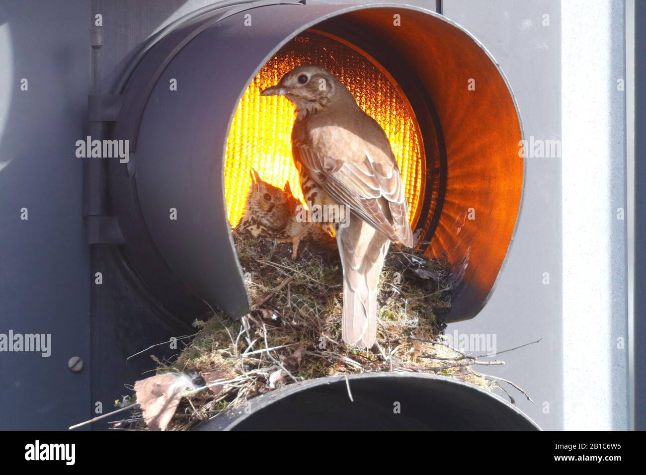 Ein Mistle Thrush (Turdus viscivorus) entscheidet sich dafür, sein Nest auf einer gelben Ampel auf Verkehrszeichen auf einer belebten Straße im Stadtzentrum von Leeds zu bauen. Stockfoto