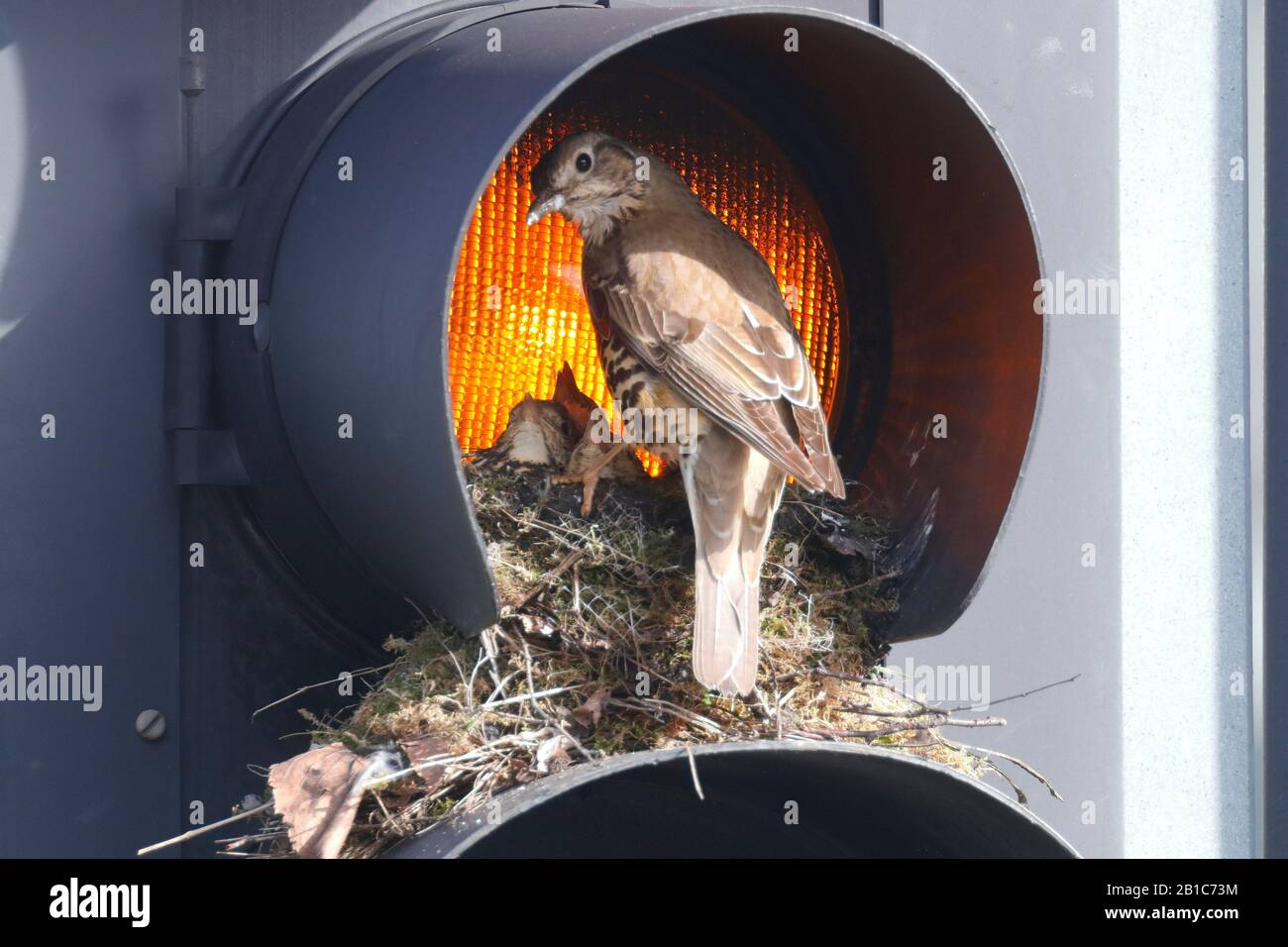 Ein Mistle Thrush (Turdus viscivorus) entscheidet sich dafür, sein Nest auf einer gelben Ampel auf Verkehrszeichen auf einer belebten Straße im Stadtzentrum von Leeds zu bauen. Stockfoto