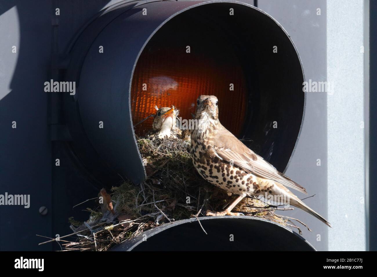 Ein Mistle Thrush (Turdus viscivorus) entscheidet sich dafür, sein Nest auf einer gelben Ampel auf Verkehrszeichen auf einer belebten Straße im Stadtzentrum von Leeds zu bauen. Stockfoto