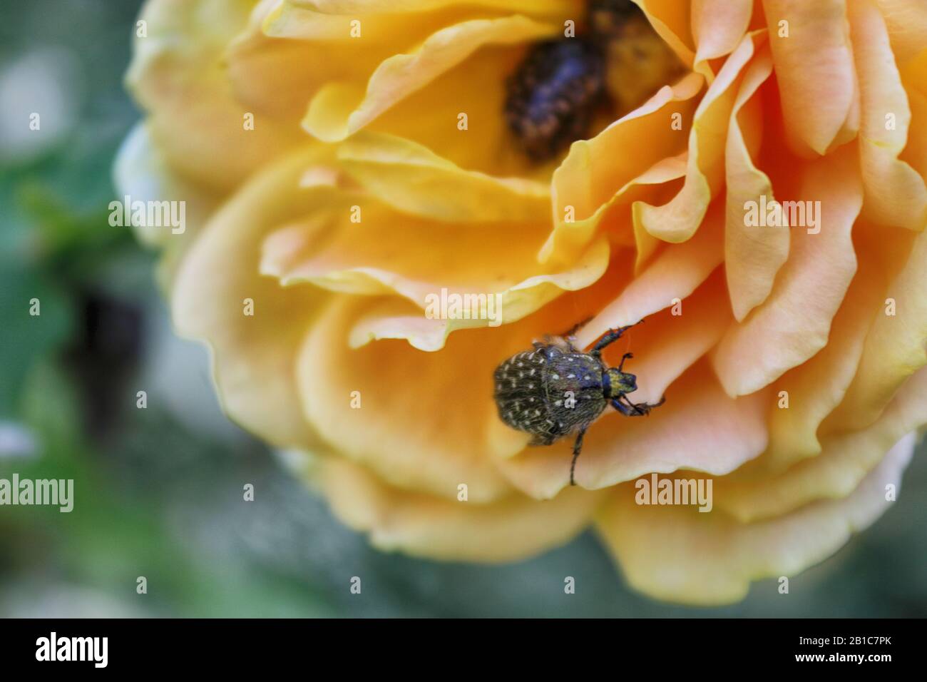 Käfer auf einer Rosenblüte. Grüner Rosenkafer oder Cetonia aurata auf Gelbrose Stockfoto