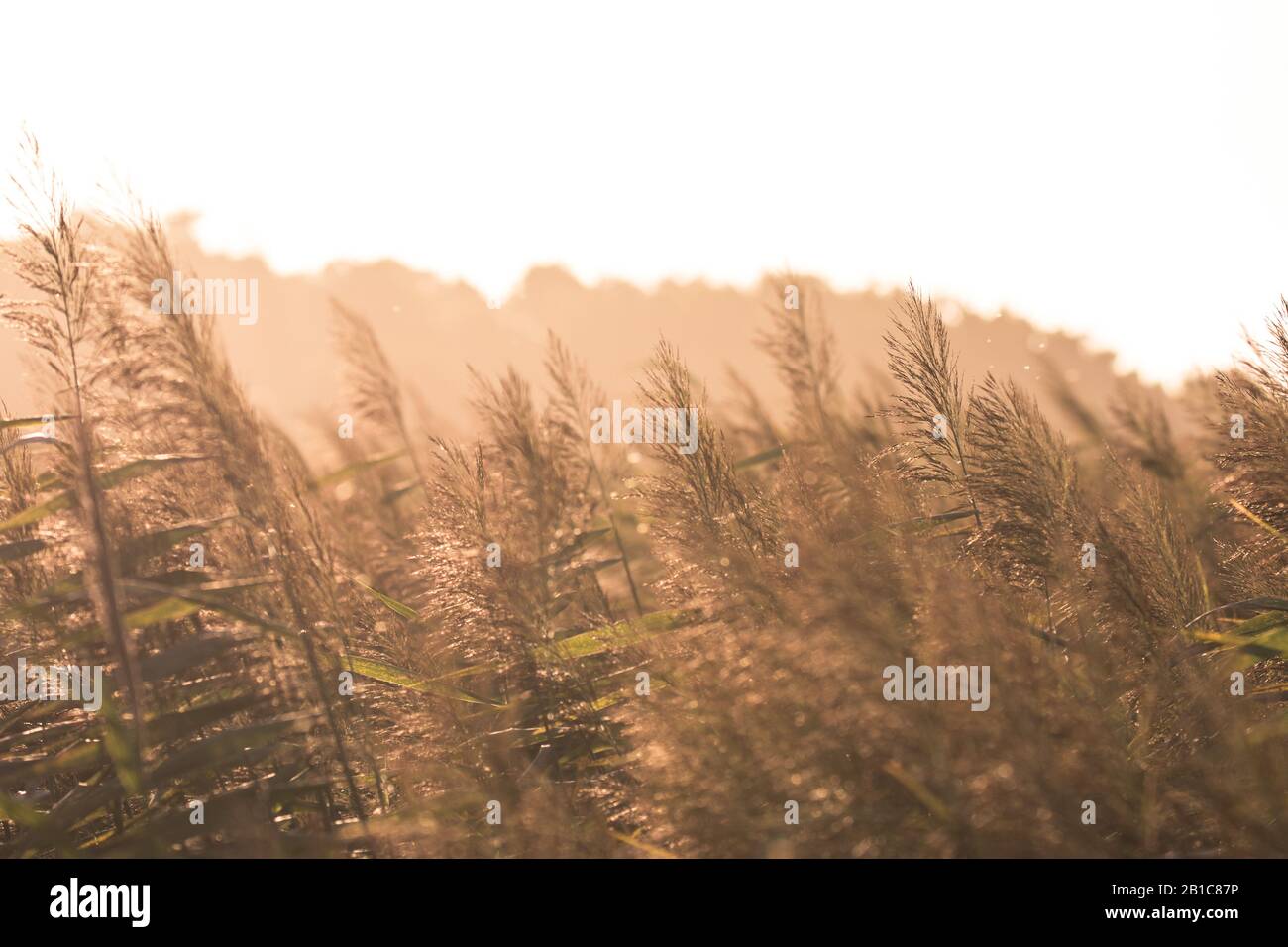 Gemeines Schilf (Phragmites australis) bei Sonnenuntergang in einem natürlichen Schutzgebiet nahe der portugiesischen Küste (Barrinha de Esmoriz). Stockfoto