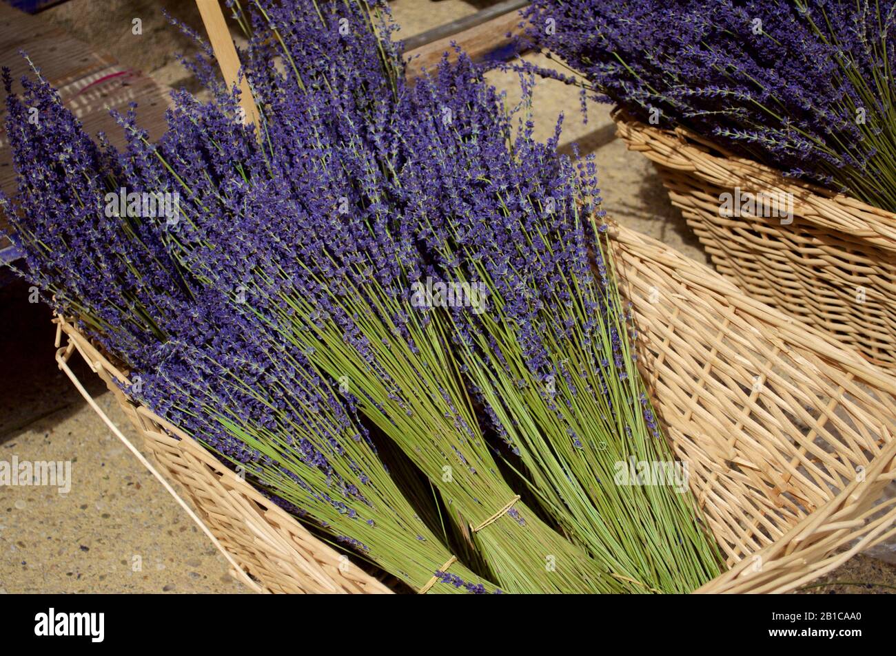 Lavendelblüten, die in Blumensträußen gesammelt werden, liegen in einem Korbkorb Stockfoto