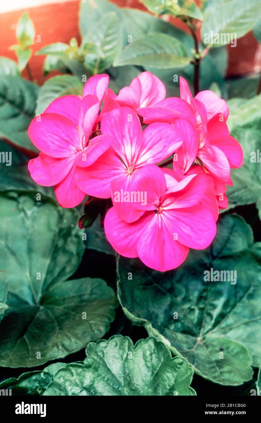 Jahrhundert Orchid. Ein zonales Pelargonium aus der einblütigen Gruppe und hat rosafarbene Blumen mit einem weißen Splash eine immergrüne mehrjährige, die frostzart ist. Stockfoto