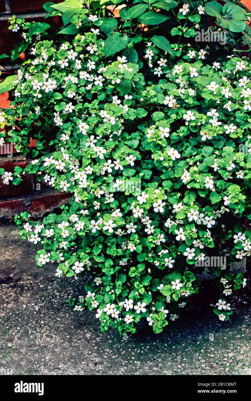 Bacopa Schneeflocke in einer Blume, die über die Seite eines Behälters hinaufliegt. Kann im Sommer in Körben und Behältern oder als Bodenabdeckung in Grenzen verwendet werden. Stockfoto