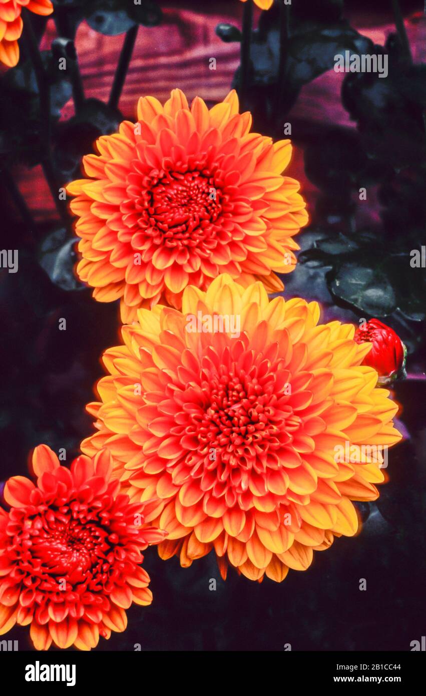 Ansicht von Chrysanthemum Wendy ein Spray Floristen Chrysanthemum That Hat Bronzeblüten vom frühen Herbst und ist eine mehrjährige Und frosthart Stockfoto