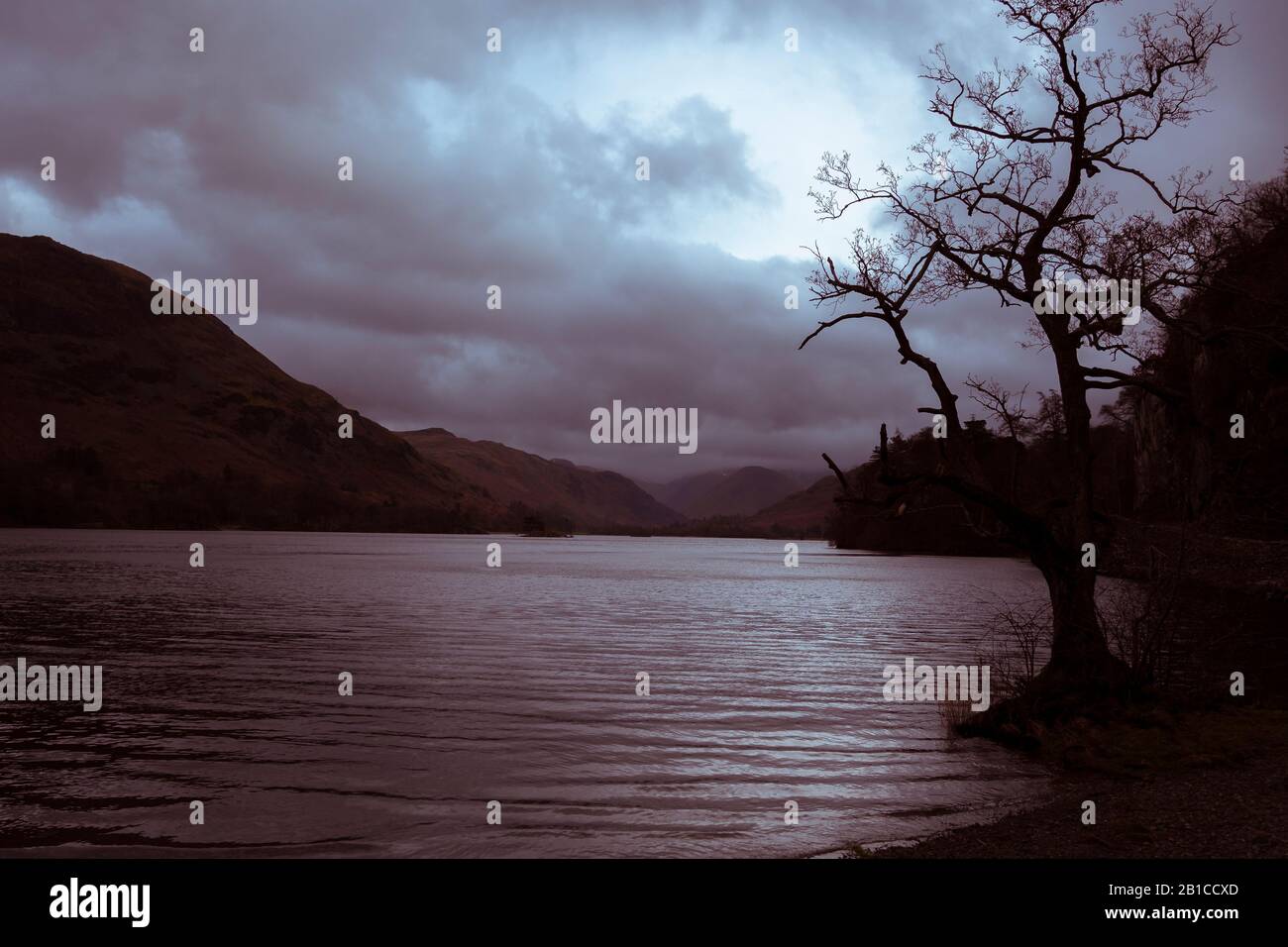 Winterbaum am Ullsworthsee im Lake District Stockfoto