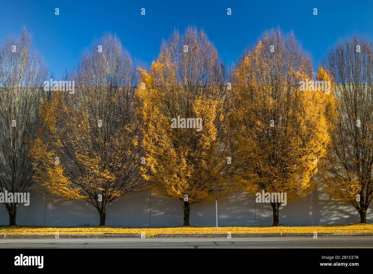 Variationen zum Thema Herbstbäume Stockfoto