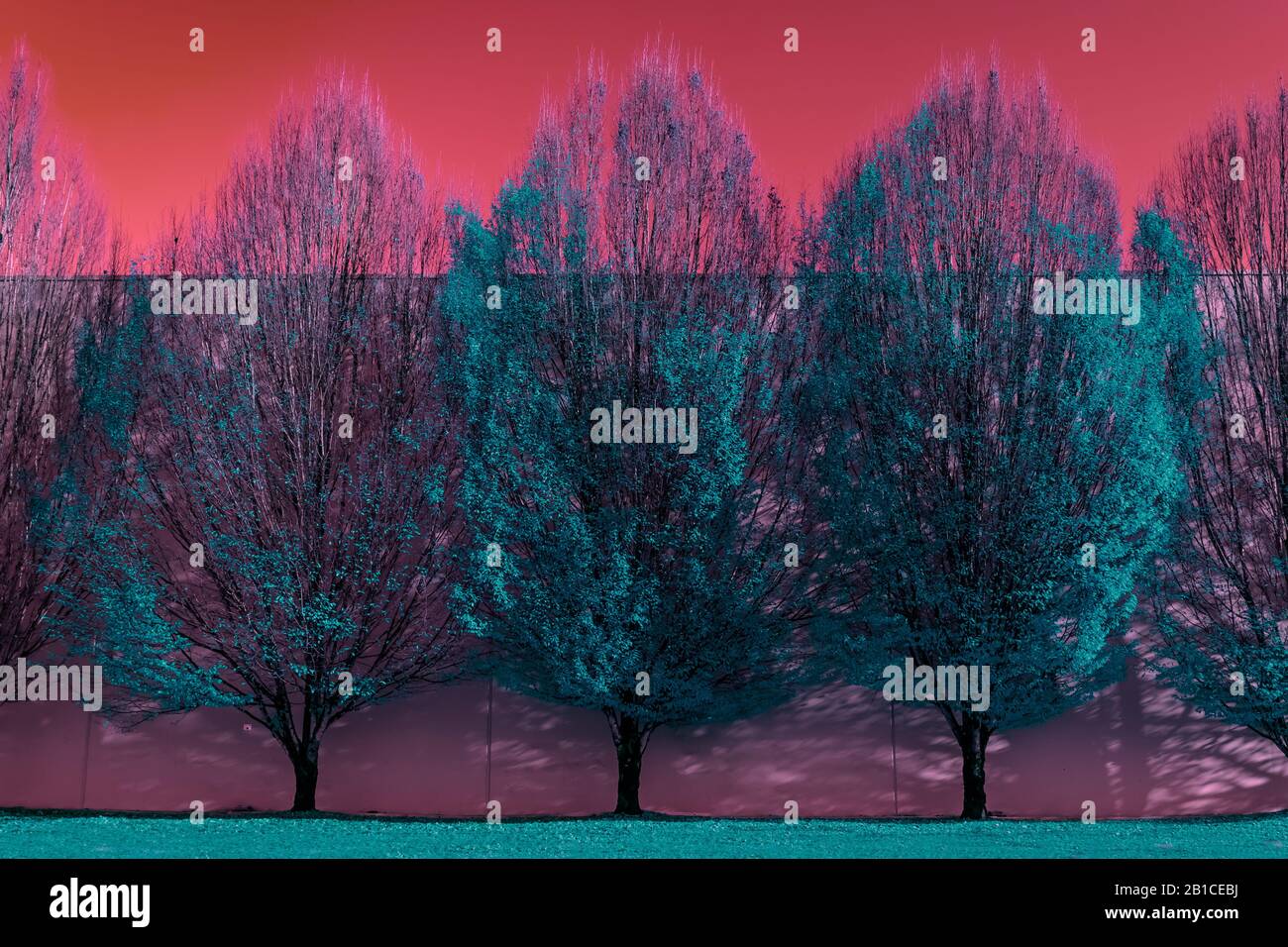 Variationen über ein Thema von Herbstbäumen, mit Bäumen, die mit Software verändert wurden Stockfoto