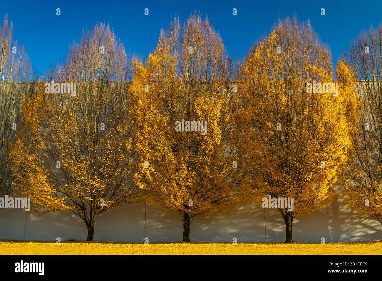 Variationen über ein Thema von Herbstbäumen, mit Bäumen, die mit Software verändert wurden Stockfoto