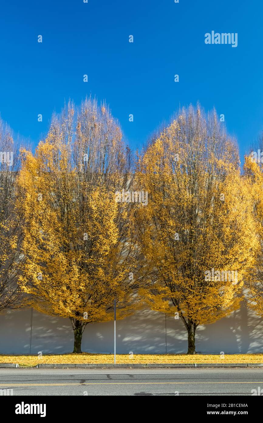 Bäume im Herbst in Olympia, Washington State, USA [keine Eigentumsfreigabe; nur für redaktionelle Lizenzierung verfügbar] Stockfoto