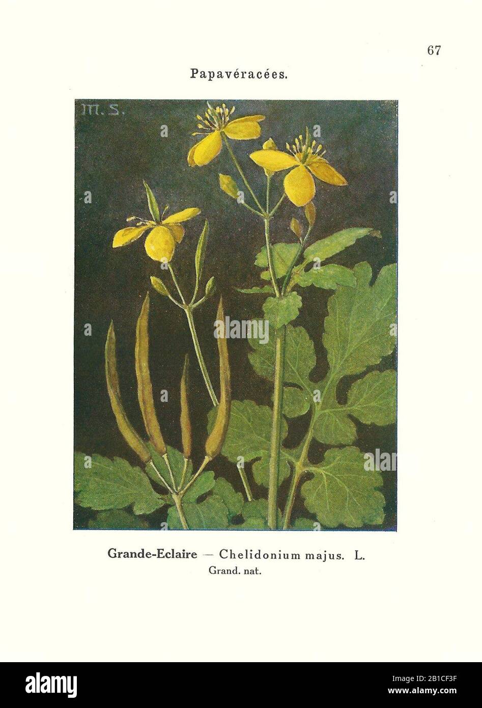 Gadeceau-advtices-chélidoine. Stockfoto