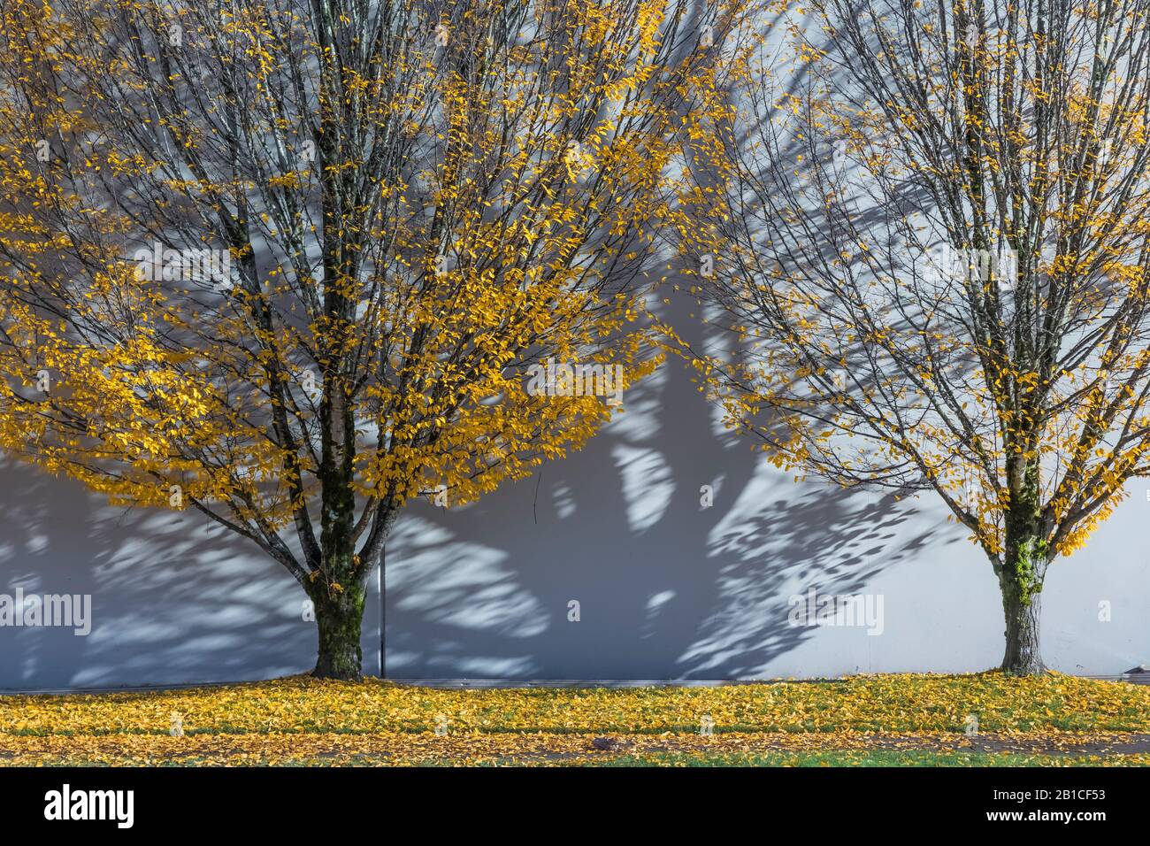 Bäume im Herbst in Olympia, Washington State, USA [keine Eigentumsfreigabe; nur für redaktionelle Lizenzierung verfügbar] Stockfoto