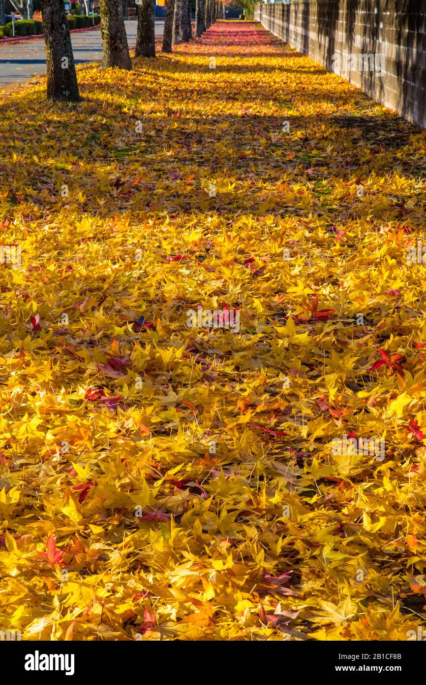 Variationen zum Thema Herbstbäume, Olympia, Washington State, USA Stockfoto