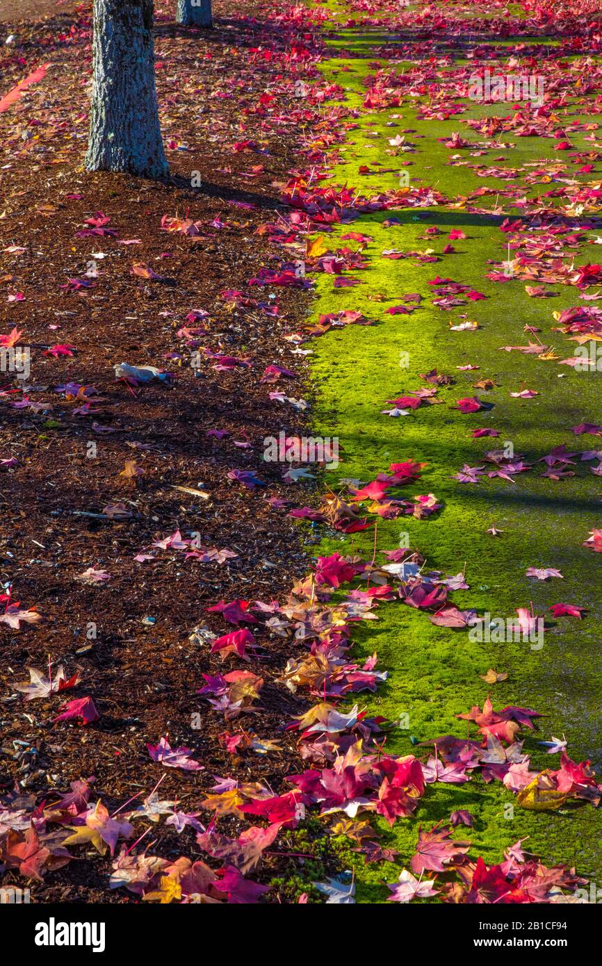 Variationen zum Thema Herbstbäume, Olympia, Washington State, USA Stockfoto