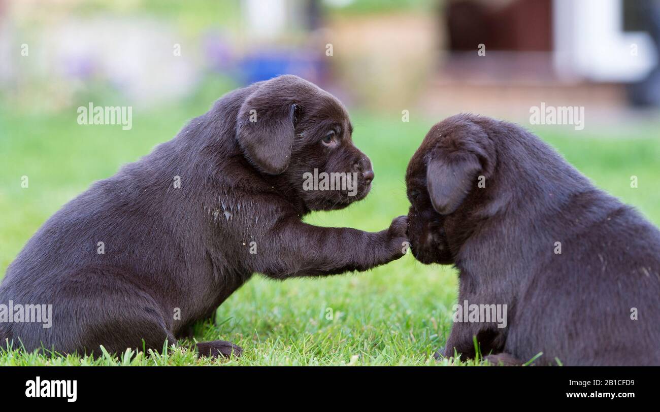 Bild Von Harry Page Stockfotos Und Bilder Kaufen Alamy