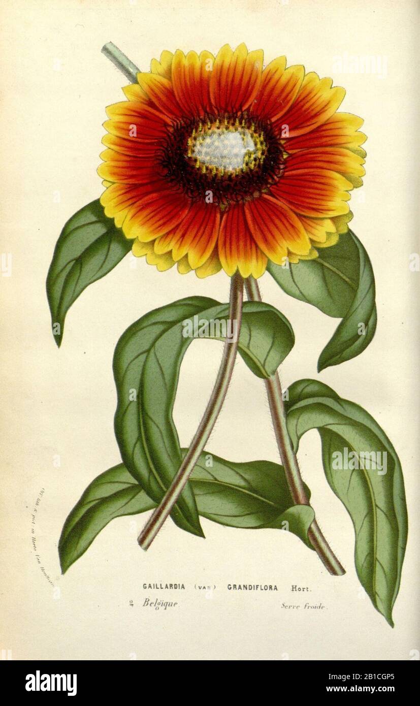 Gaillardia x Grandiflora. Stockfoto