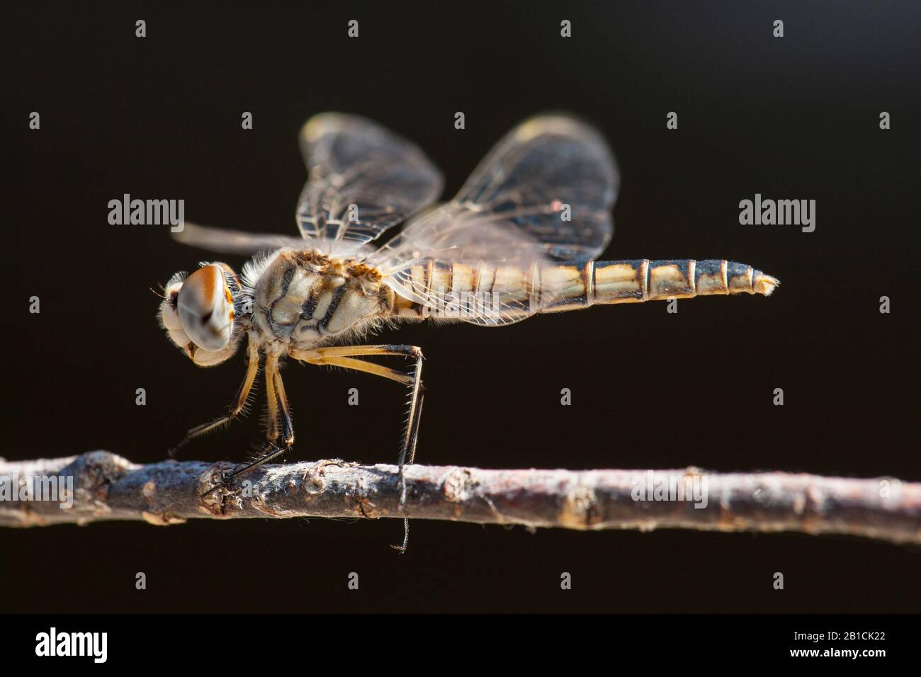 Schwarzer Wimpel (Selysiothemis nigra), weiblich, Türkei, Mugla Stockfoto