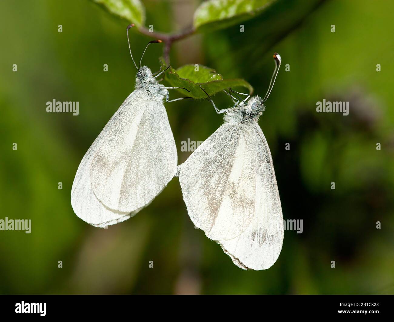 Weißer Schmetterling aus Holz, weiß aus Holz (Leptidea sinapis), zwei weiße Schmetterlinge aus Holz auf einem Blatt, Niederlande, Limburger Stockfoto