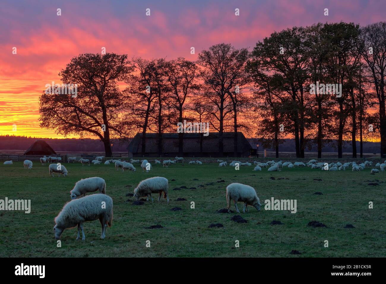 Hausschafe (Ovis ammon f. Widder), Schafherde bei Ede bei Sonnenuntergang, Niederlande, Gelderland Stockfoto