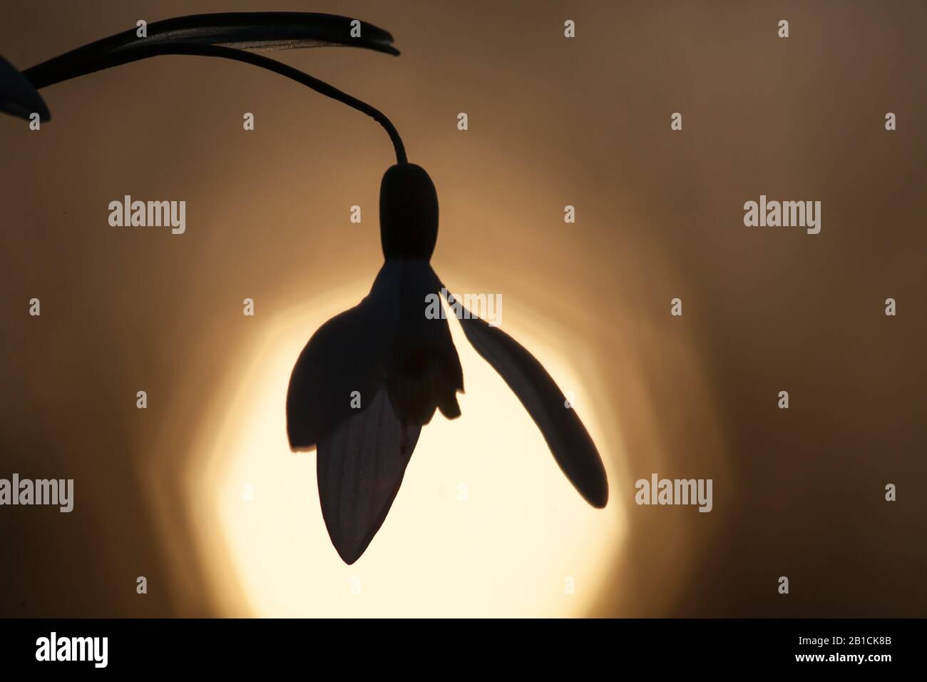 Gewöhnlicher Schneefälle (Galanthus nivalis), Blume im Backlight, Niederlande Stockfoto
