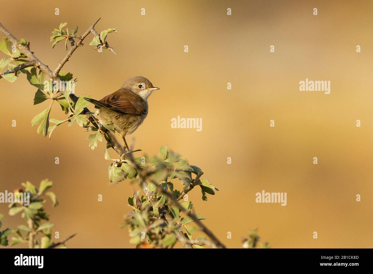 Spektakulärer Hexer (Sylvia conspicillata), an einem Zweig, Israel Stockfoto