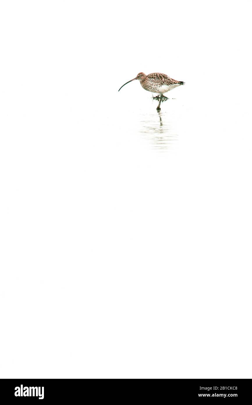 Westliche Curlew (Numenius arquata), im Flachwasser stehend, Seitenansicht, Niederlande, Frisia Stockfoto