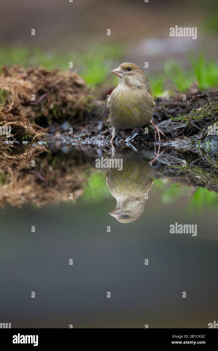 Westlicher Greenfinch (Carduelis chloris, Chloris chloris), Weibchen an einem Wasserplatz, Reflexion, Niederlande, Overijssel, Lemelerberg Stockfoto