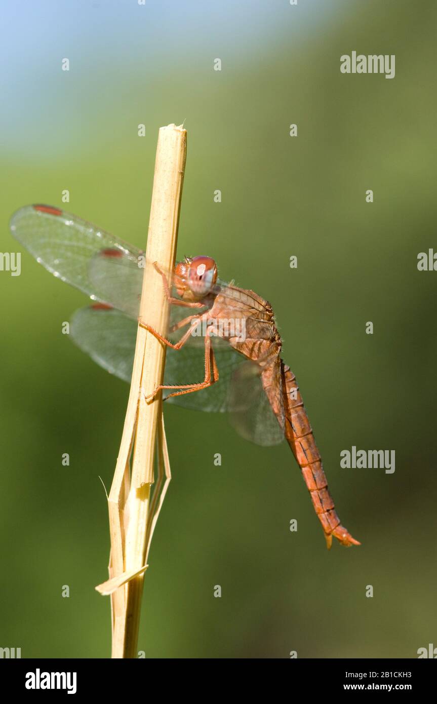 Kleiner Scarlet (Crocothemis sanguinolenta), weiblich, Südafrika, Limpopo Stockfoto