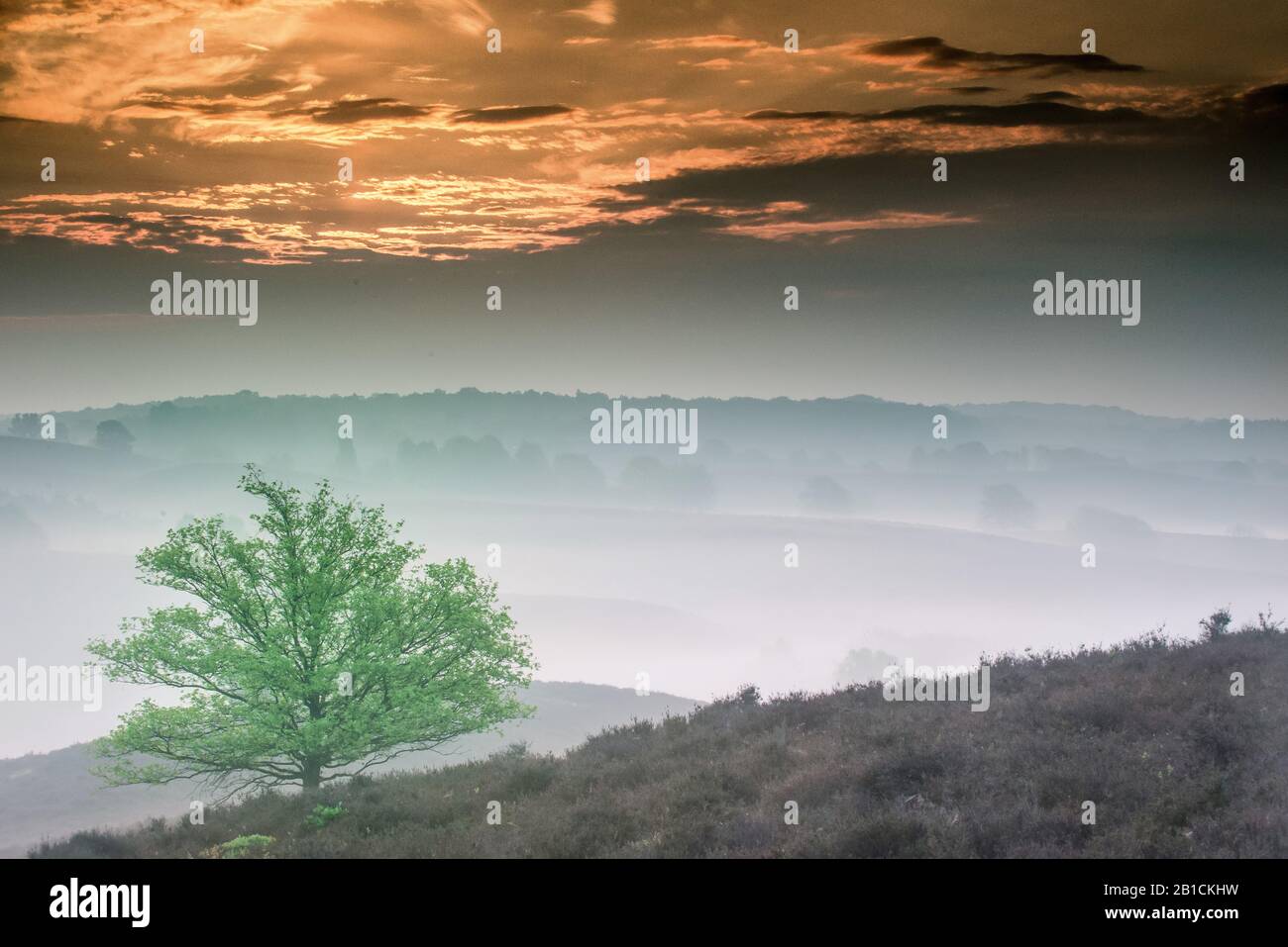 Sonnenaufgang Zyperberg im Frühjahr, Niederlande Stockfoto