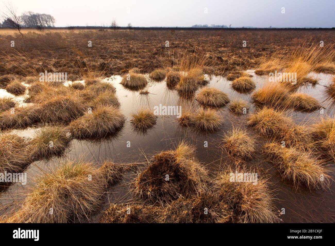 Violettes Moorgras (Molinia caerulea), verbranntes Moorland Fochteloerveen, Niederlande, Drenthe, Fochteloo Stockfoto