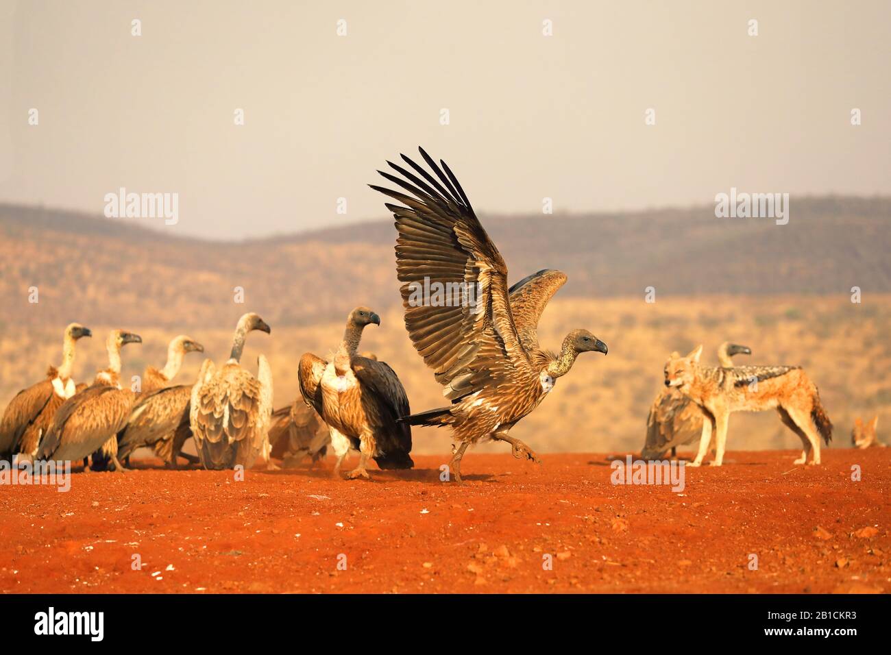 Afrikanischer Wildgeier mit weißer Rückendeckung (Gyps africanus), der aus einer Gruppe an einem Fütterplatz auffliegt, Schakal im Hintergrund, Südafrika, Kwa Zulu-Natal, Zimanga Game Reserve Stockfoto