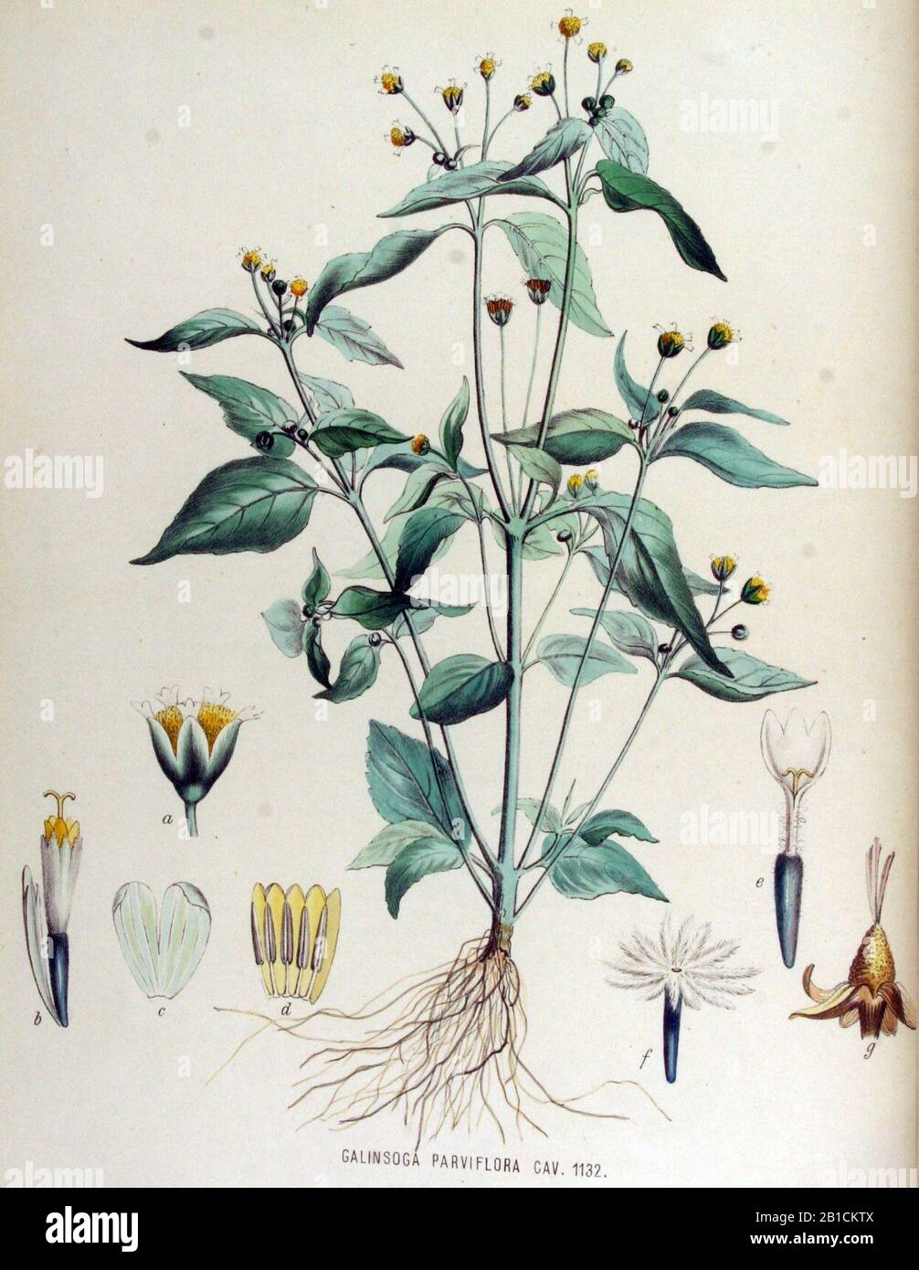 Galinsoga parviflora - Flora Batava - Band V15. Stockfoto