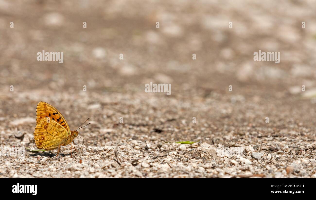 Hochbrauner Fritill (Argynnis adippe, Fabriciana adippe) saugt Mineralien aus dem Boden, Ungarn Stockfoto