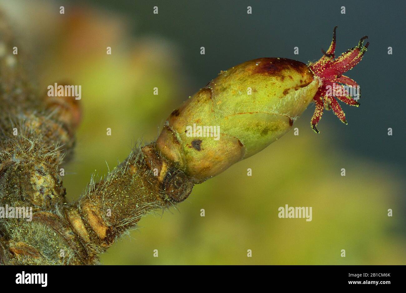 Haselnuss (Corylus avellana), weibliche Floreszenz, Deutschland, Bayern, Oberbayern, Oberbayern Stockfoto