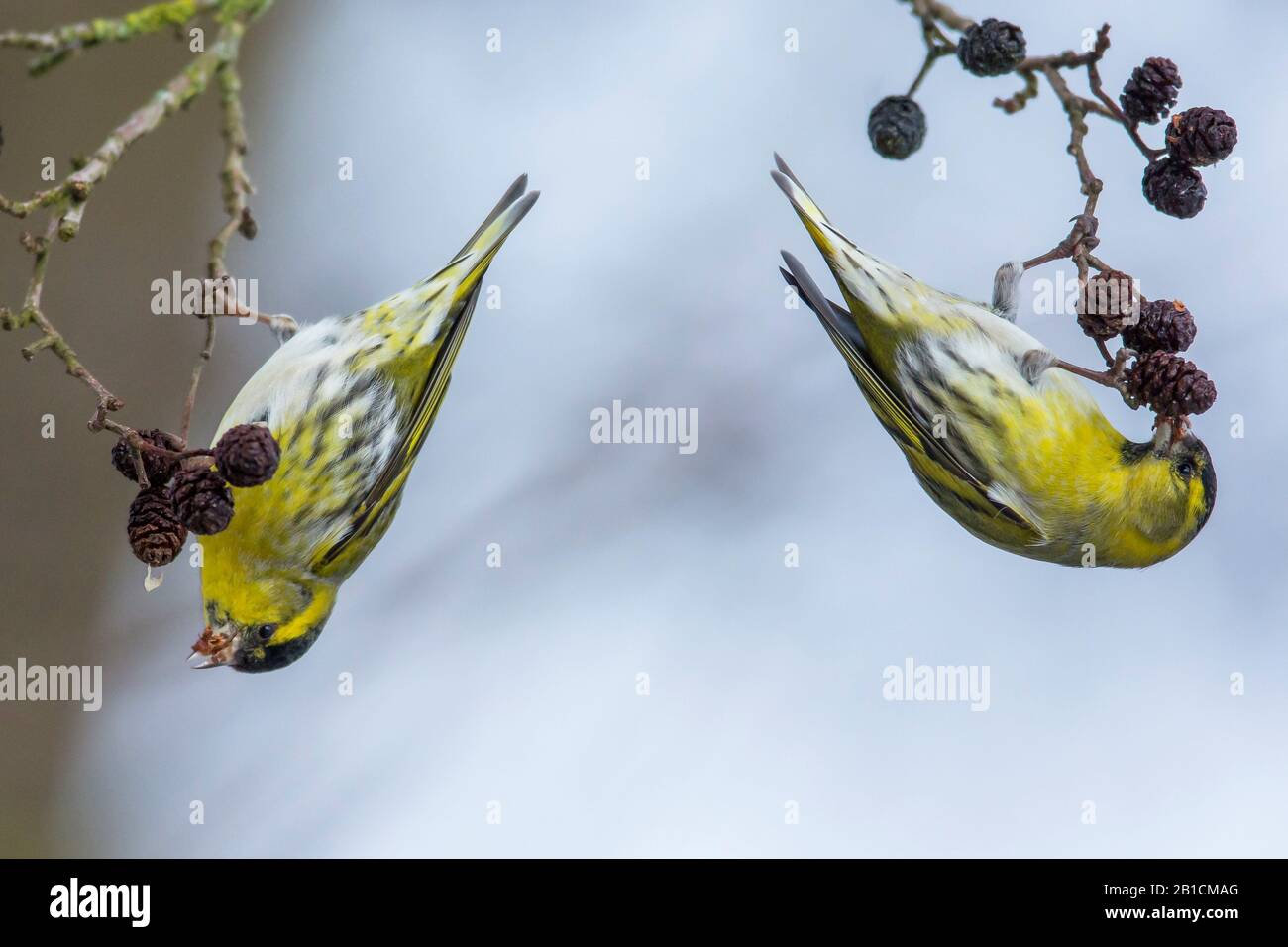 Fichte Siskin (Spinus spinus, Carduelis spinus), zwei Fichte Siskins essen kopflang hängende Erlen Samen, Deutschland, Bayern, Niederbayern, Niederbayern Stockfoto