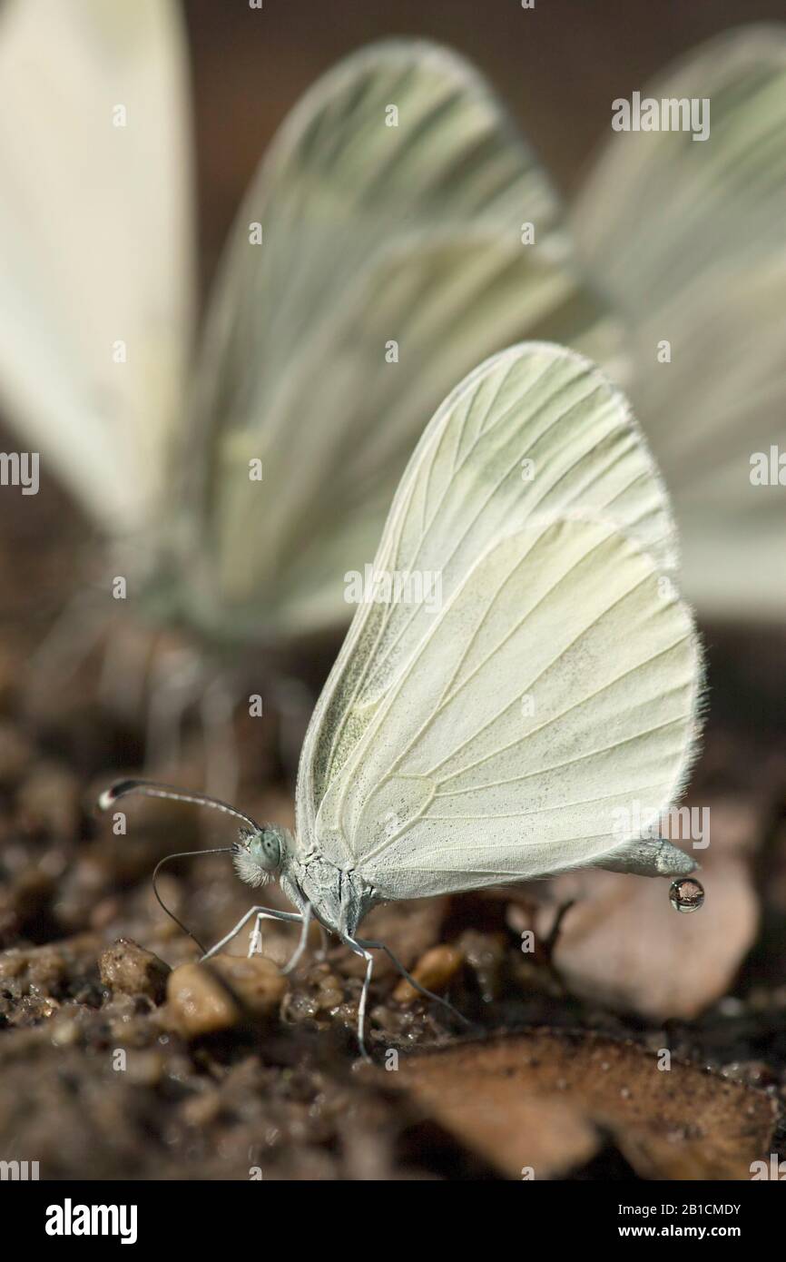 Holz-Weiß-Schmetterling, Holz-Weiß (Leptidea sinapis), saugen Mineralien aus dem Boden, Ungarn Stockfoto