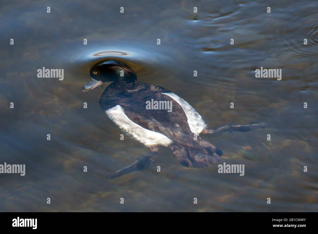Abgetupfte Ente (Aythya fuligula), Schwimmen knapp unter der Wasseroberfläche, Rückansicht, Deutschland, Bayern, Niederbayern Stockfoto