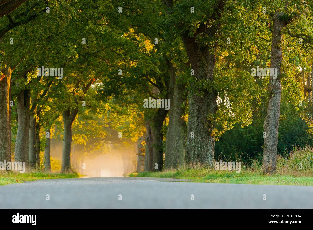 Eiche Allee bei Sonnenaufgang, Niederlande, Frisia, Ooststellingwerf, Oldeberkoop Stockfoto