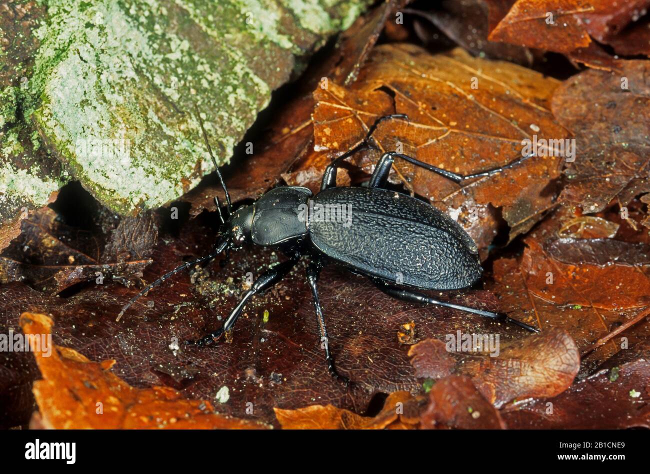 Leatherback Bodenkäferle (Carabus coriaceus), auf Herbstlaub sitzend, Seitenansicht, Deutschland Stockfoto