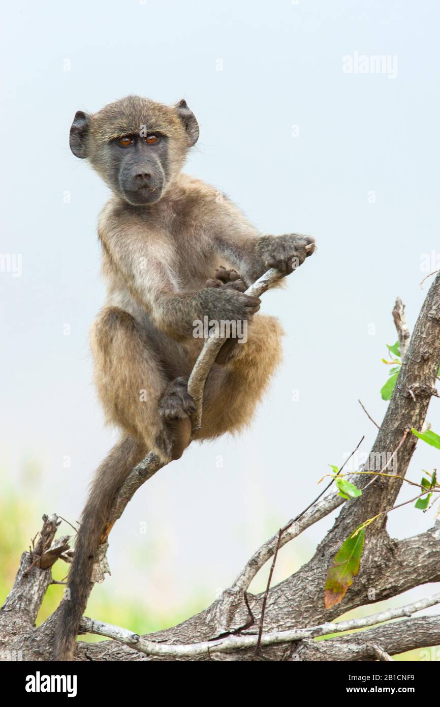 Chacma Pavian, Abius Pavian, Olive Pavian (Papio ursinus, Papio Cynocephalus ursinus), kleiner Affe auf einem toten Ast sitzend, Vorderansicht, Südafrika, Mpumalanga, Kruger National Park Stockfoto