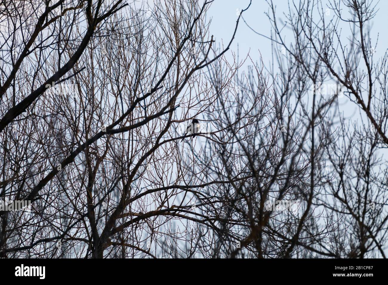 Vogelsilhouette auf keinem Blätter Baum Zweig sitzend. Blaue Himmelswolke und Baumkontraste schwarze Umrisse. Natur beobachtet wilden Hintergrund Stockfoto