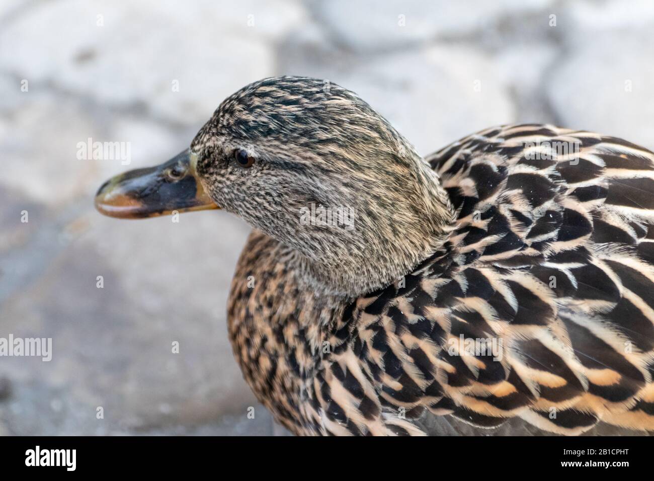 Schöner mallarder dappelbrauner weiblicher Henne-Entenvogel mit orangefarbenem Schnabel Nahaufnahme im Frühjahr. Tierbeobachtung in friedlicher Tierwelt Stockfoto