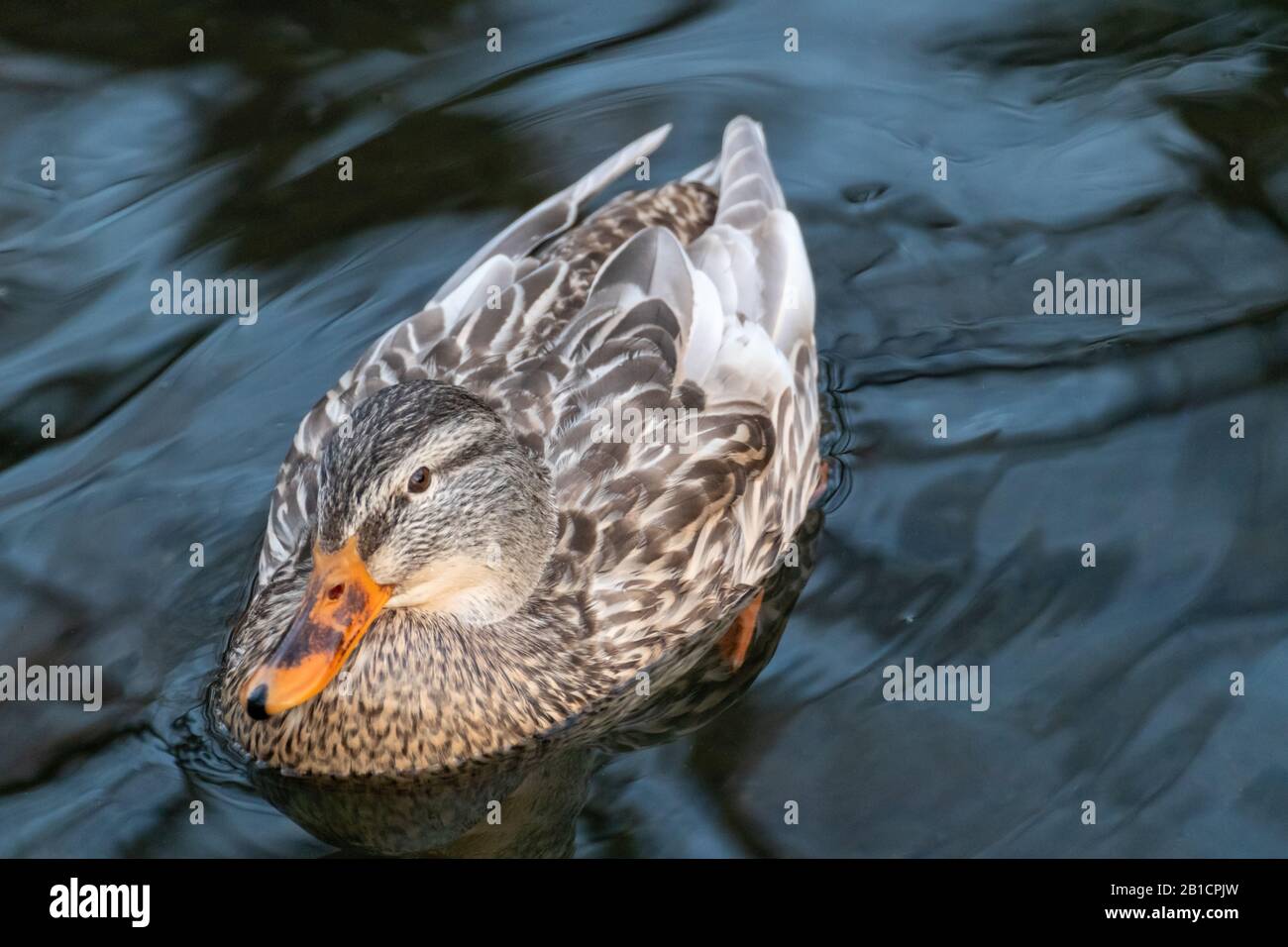 Schöner mallardbrauner weiblicher Henne-Entenvogel mit orangefarbenem Schnabel-Nahschwimmen auf glardem Seewasser. Tierbeobachtung in friedlicher Tierwelt Stockfoto